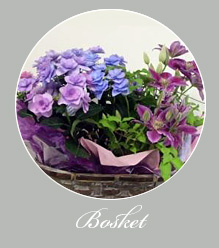 Misena basket